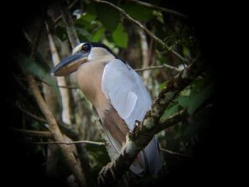 Caño Negro National Park Island safari tour